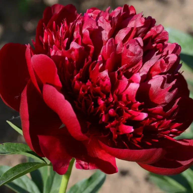 COST PRICE PROMOTIONđșTHE QUEEN OF FLOWERSâDOUBLE PETALED PIANI