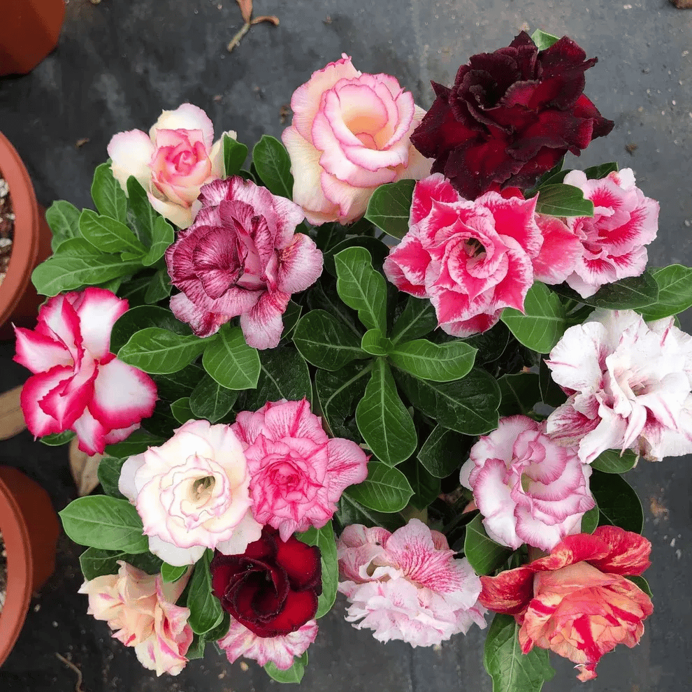 Desert Rose Seeds – Exotic Blooms for Your Garden