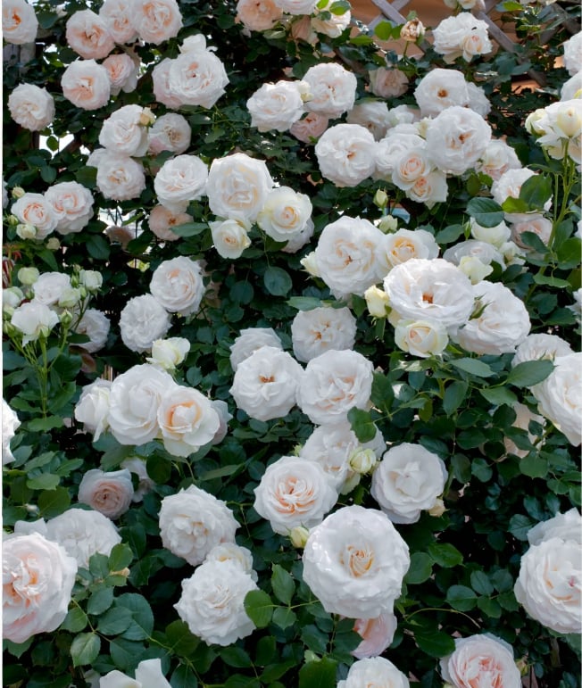 🔥2025 New Arrival 49% OFF🔥🌱Climbing Rose Seeds