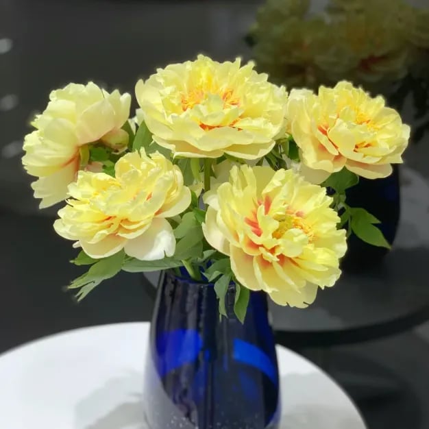 COST PRICE PROMOTIONđșTHE QUEEN OF FLOWERSâDOUBLE PETALED PIANI