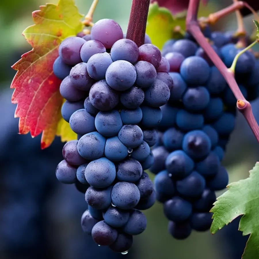 Last Day 70% OFF🔥-Giant Grape Tree Seeds: Thin-Skinned, Large, and Seedless 🍇🌿