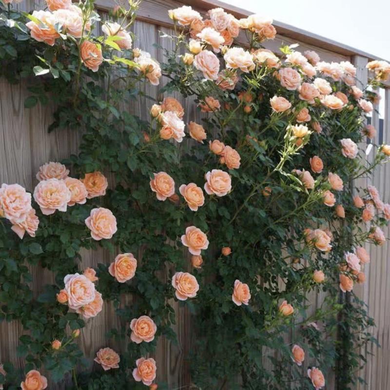 🔥2025 New Arrival 49% OFF🔥🌱Climbing Rose Seeds