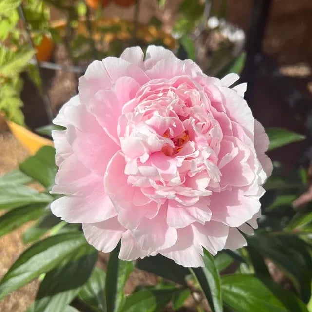 COST PRICE PROMOTIONđșTHE QUEEN OF FLOWERSâDOUBLE PETALED PIANI