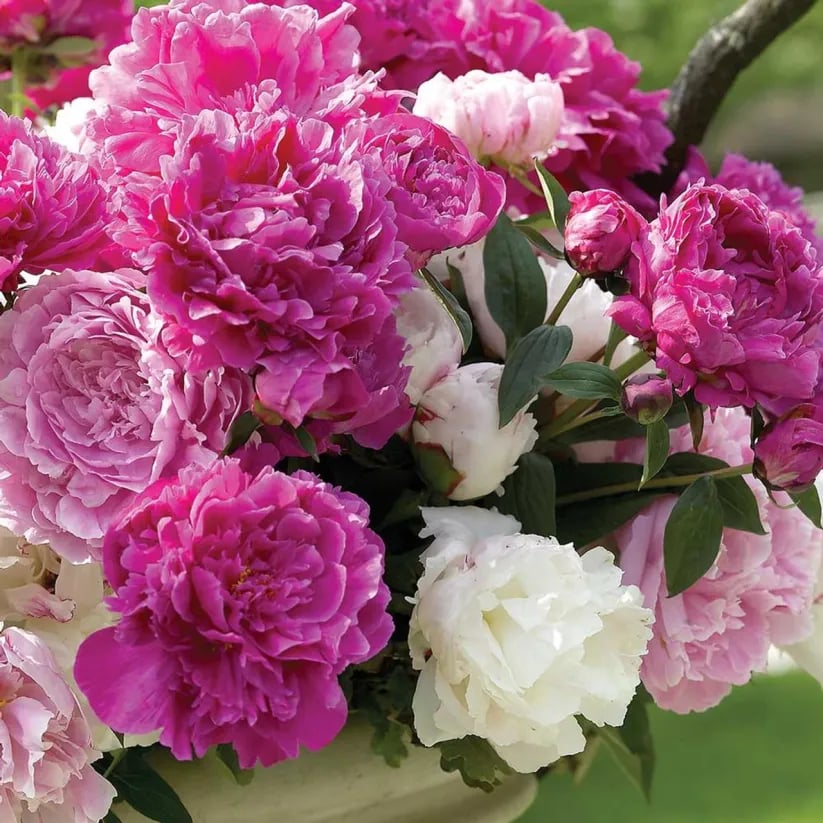 COST PRICE PROMOTIONđșTHE QUEEN OF FLOWERSâDOUBLE PETALED PIANI