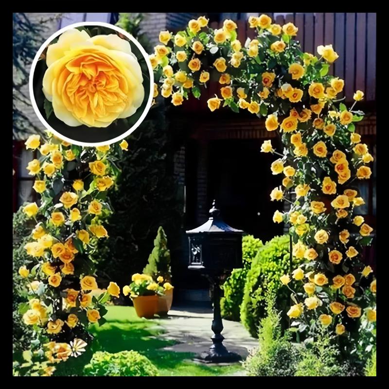 🔥2025 New Arrival 49% OFF🔥🌱Climbing Rose Seeds
