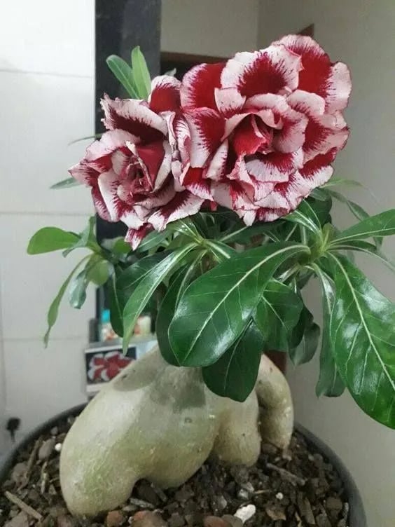 Desert Rose Seeds – Exotic Blooms for Your Garden