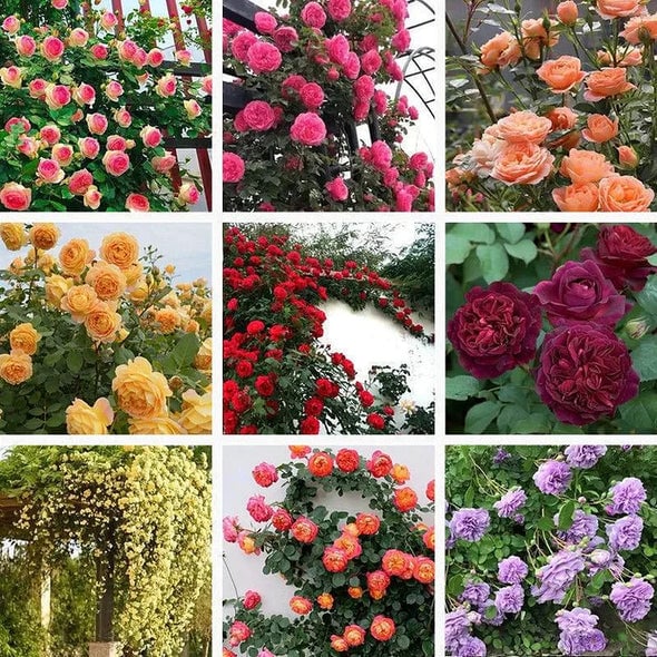 🔥2025 New Arrival 49% OFF🔥🌱Climbing Rose Seeds