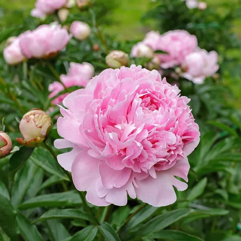 COST PRICE PROMOTIONđșTHE QUEEN OF FLOWERSâDOUBLE PETALED PIANI