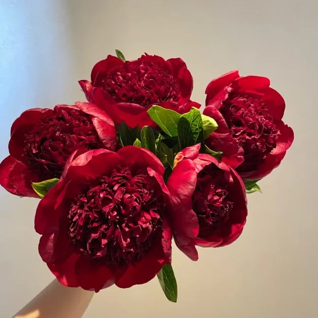 COST PRICE PROMOTIONđșTHE QUEEN OF FLOWERSâDOUBLE PETALED PIANI