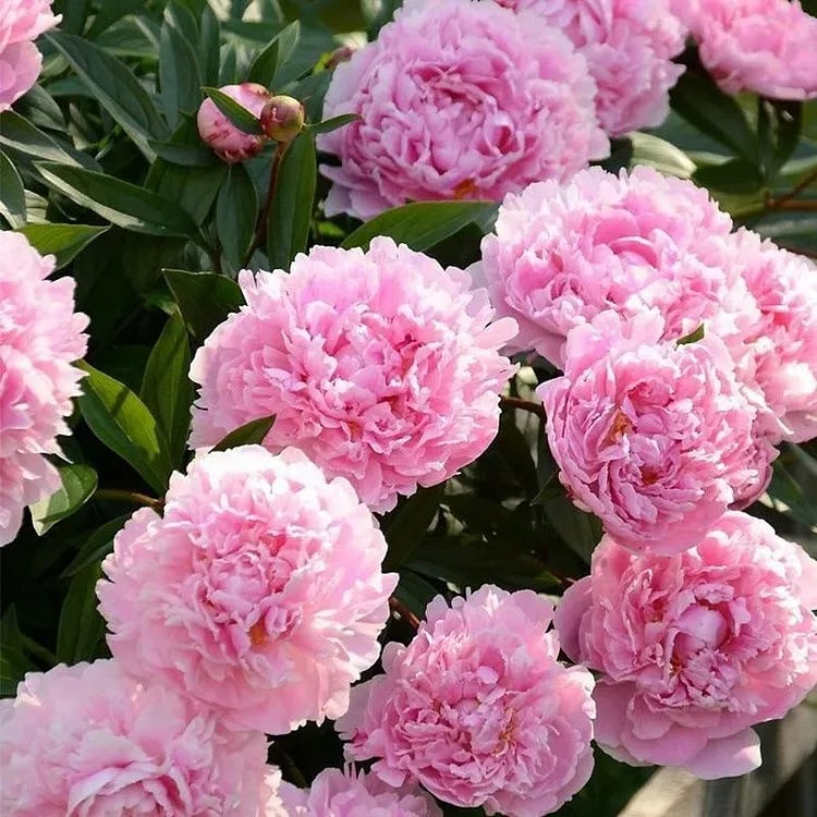 COST PRICE PROMOTIONđșTHE QUEEN OF FLOWERSâDOUBLE PETALED PIANI