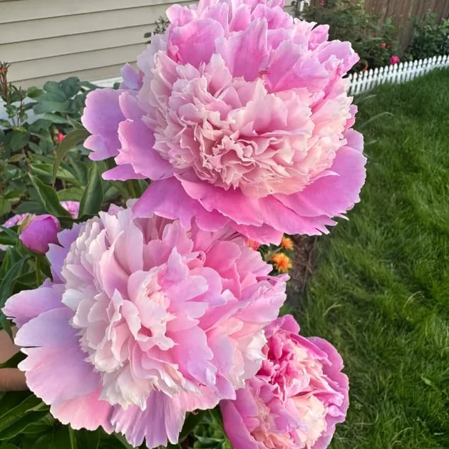 COST PRICE PROMOTIONđșTHE QUEEN OF FLOWERSâDOUBLE PETALED PIANI