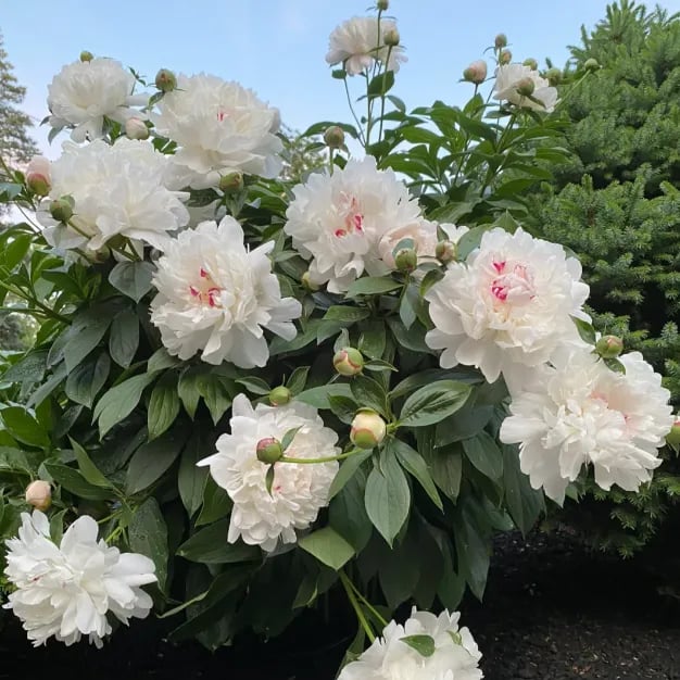 COST PRICE PROMOTIONđșTHE QUEEN OF FLOWERSâDOUBLE PETALED PIANI