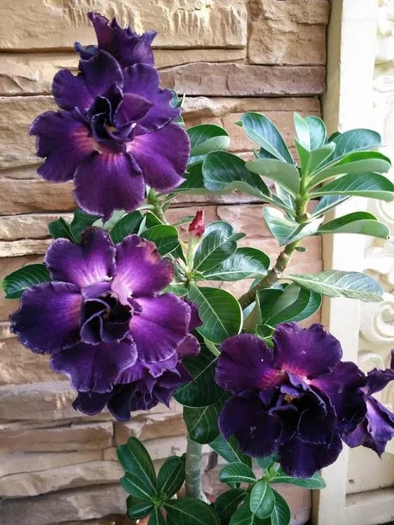 Desert Rose Seeds – Exotic Blooms for Your Garden