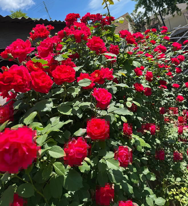 🔥2025 New Arrival 49% OFF🔥🌱Climbing Rose Seeds