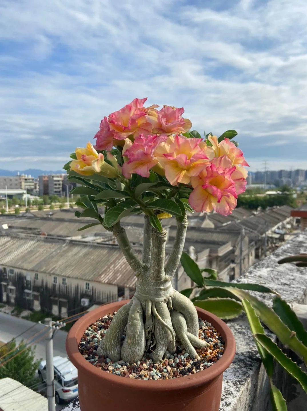 Desert Rose Seeds – Exotic Blooms for Your Garden