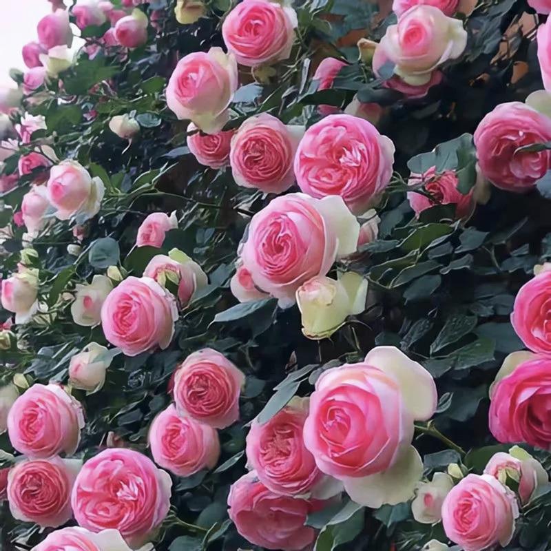 🔥2025 New Arrival 49% OFF🔥🌱Climbing Rose Seeds