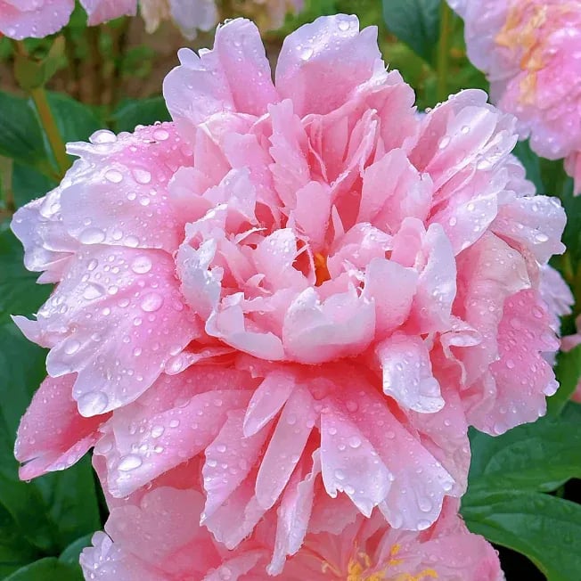COST PRICE PROMOTIONđșTHE QUEEN OF FLOWERSâDOUBLE PETALED PIANI