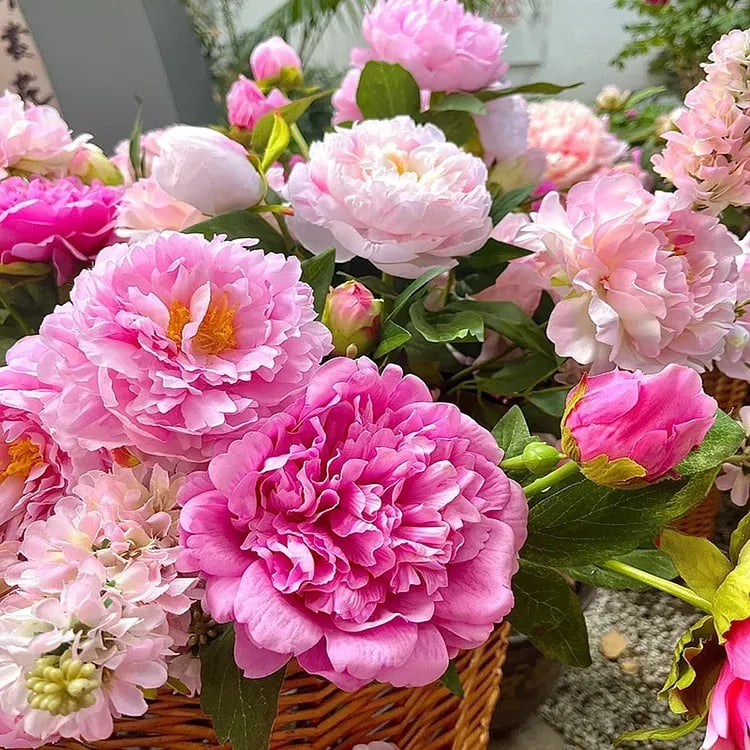COST PRICE PROMOTIONđșTHE QUEEN OF FLOWERSâDOUBLE PETALED PIANI