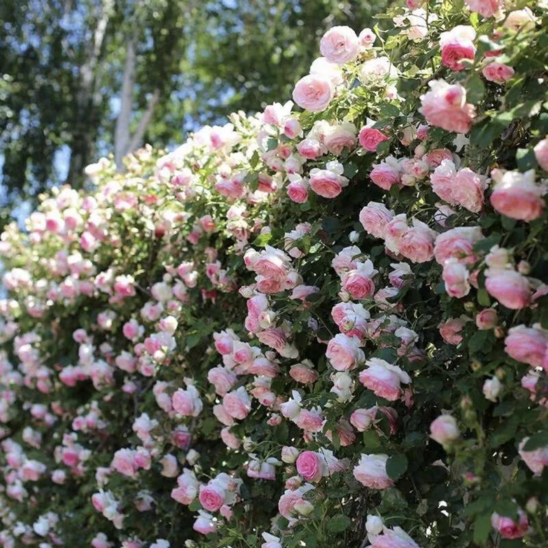 🔥2025 New Arrival 49% OFF🔥🌱Climbing Rose Seeds