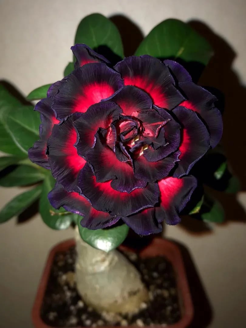 Desert Rose Seeds – Exotic Blooms for Your Garden