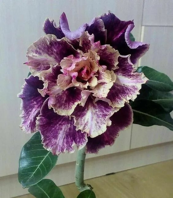 Desert Rose Seeds – Exotic Blooms for Your Garden