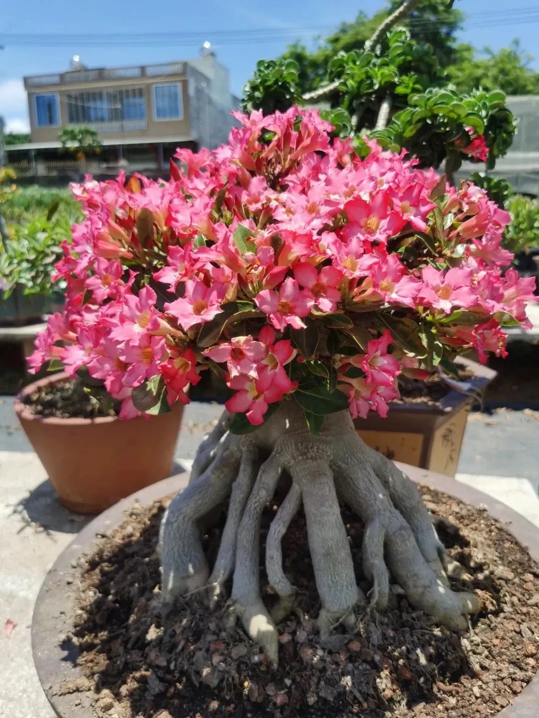 Desert Rose Seeds – Exotic Blooms for Your Garden