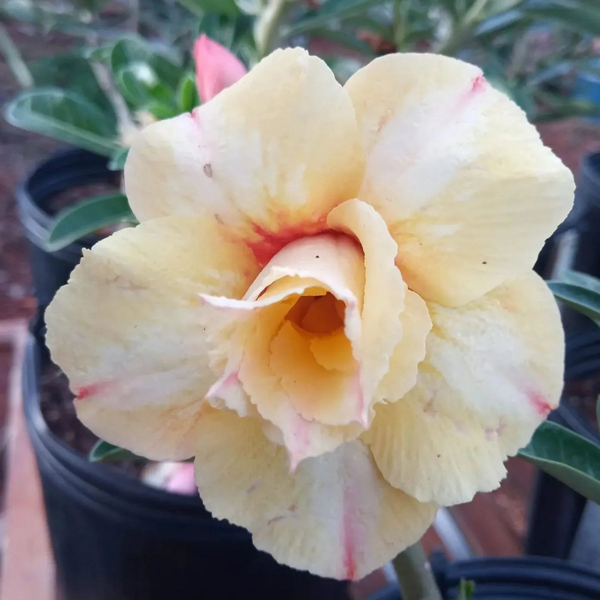Desert Rose Seeds – Exotic Blooms for Your Garden
