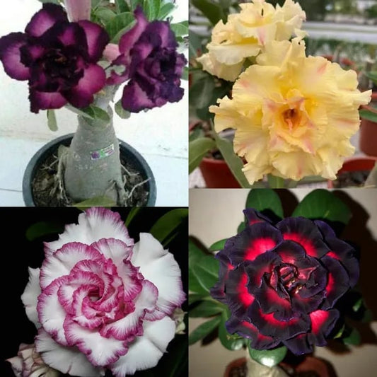 Desert Rose Seeds – Exotic Blooms for Your Garden