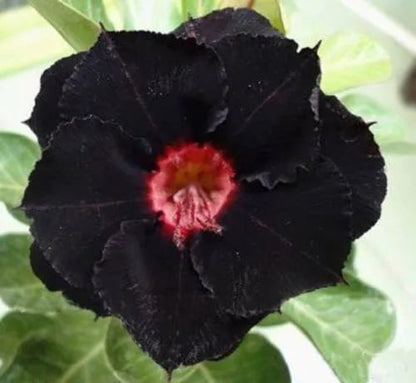 Desert Rose Seeds – Exotic Blooms for Your Garden