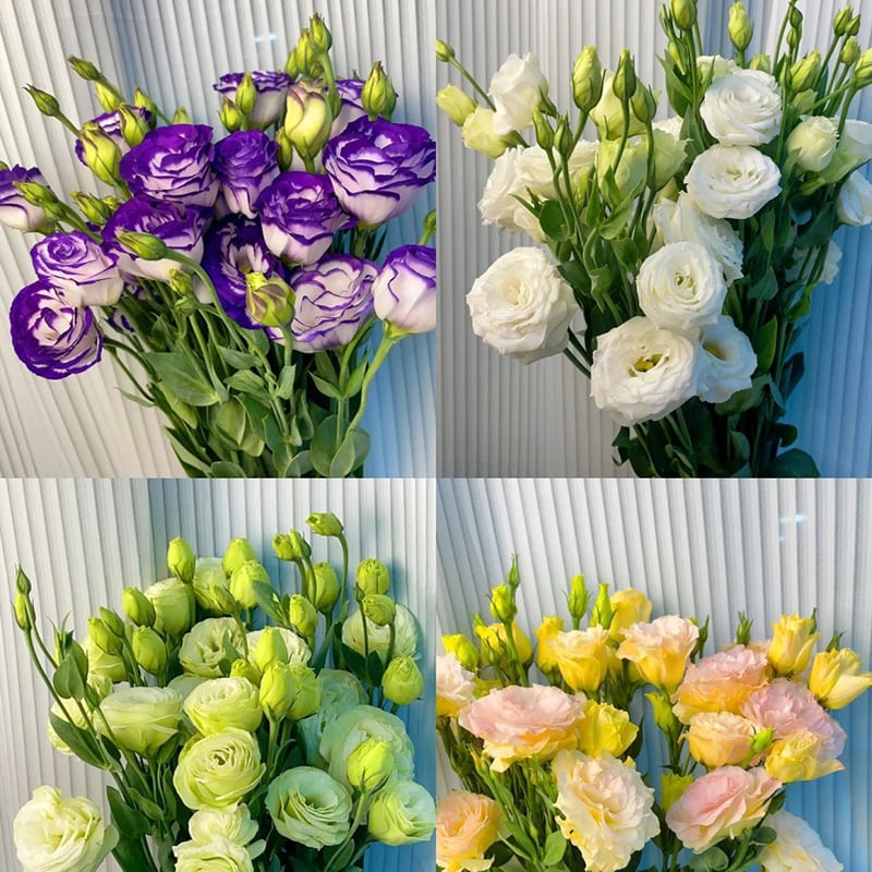 🌱 12 days germination🔥Eustoma Thornless Rose💐Lisanthus Seeds