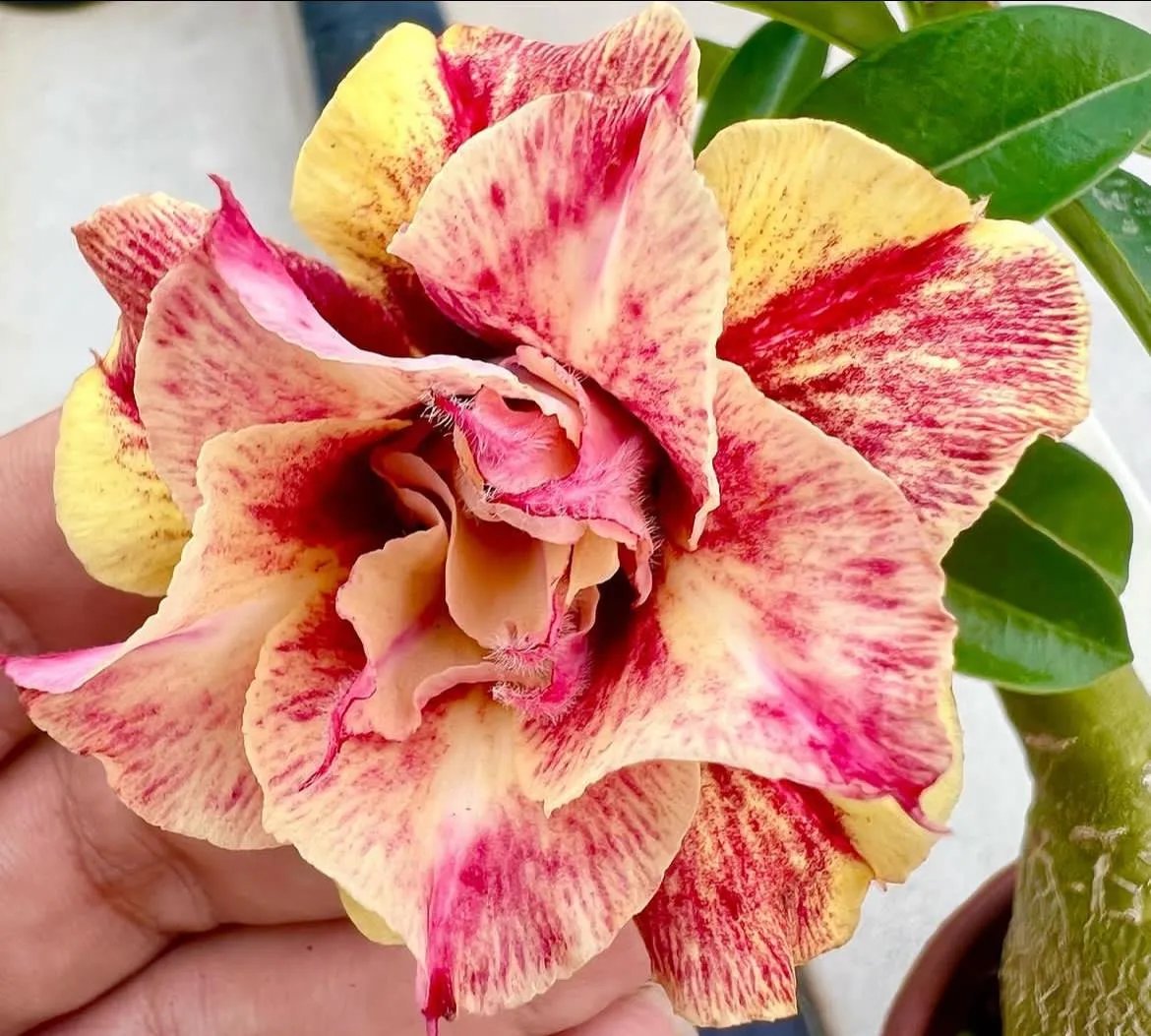 Desert Rose Seeds – Exotic Blooms for Your Garden