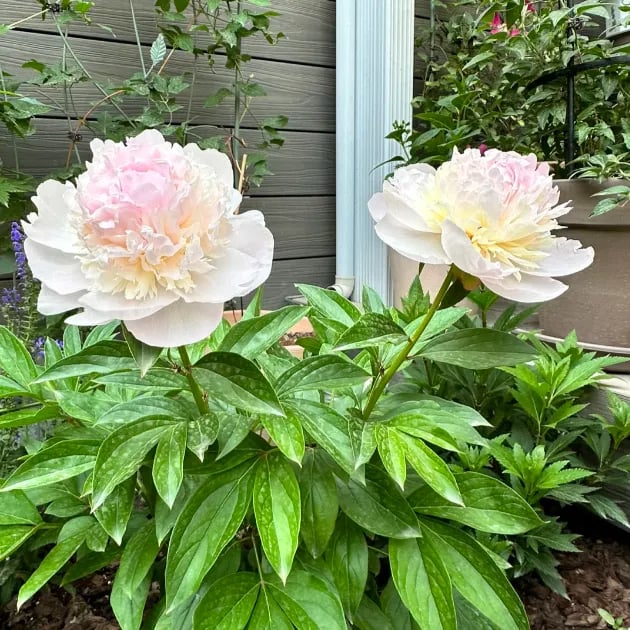 COST PRICE PROMOTION🌺THE QUEEN OF FLOWERS—DOUBLE PETALED PIANI