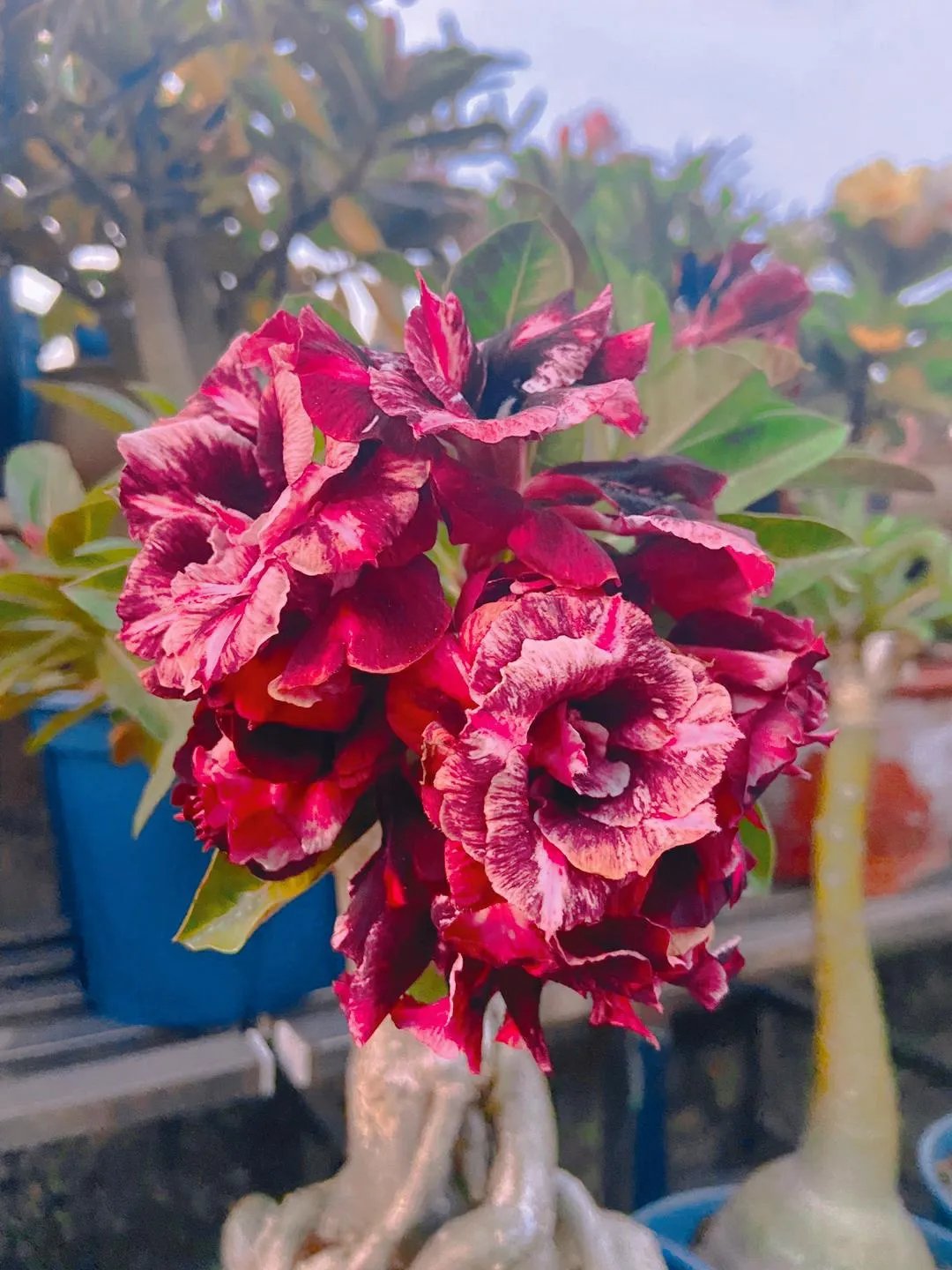 Desert Rose Seeds – Exotic Blooms for Your Garden
