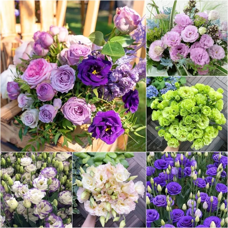 🌱 12 days germination🔥Eustoma Thornless Rose💐Lisanthus Seeds