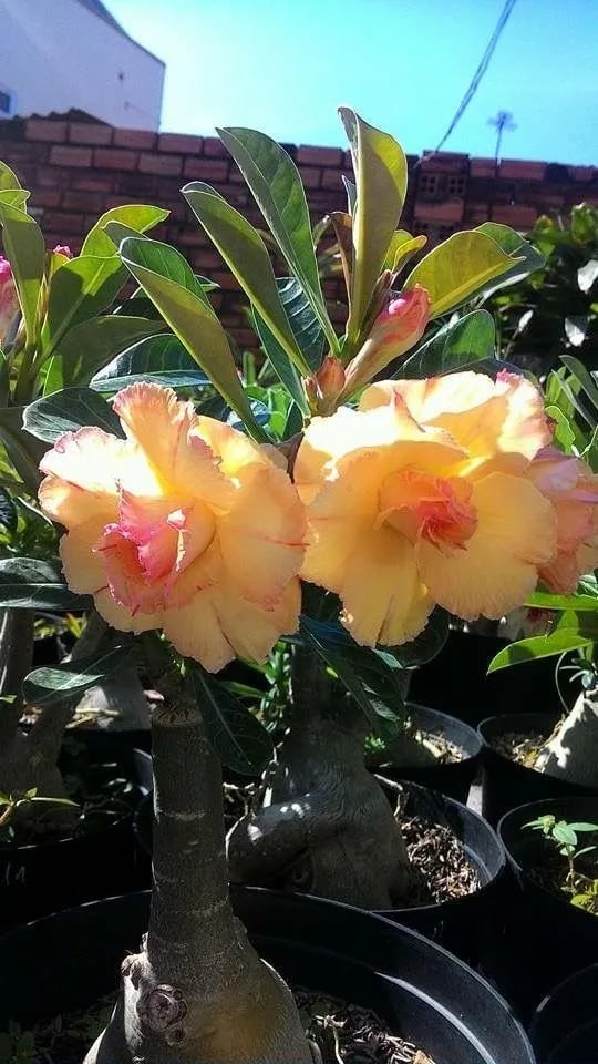 Desert Rose Seeds – Exotic Blooms for Your Garden