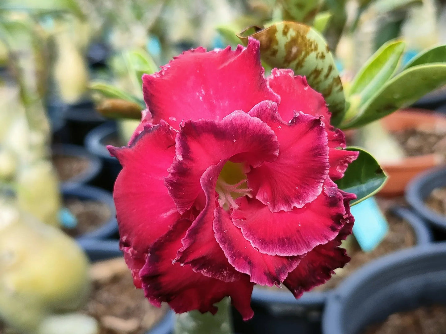 Desert Rose Seeds – Exotic Blooms for Your Garden