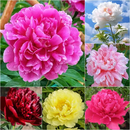 COST PRICE PROMOTION🌺THE QUEEN OF FLOWERS—DOUBLE PETALED PIANI