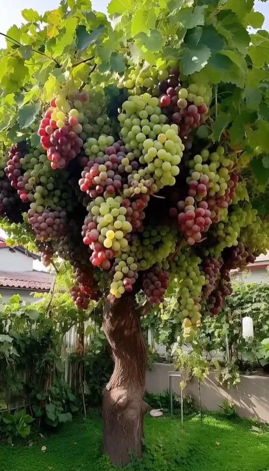 Last Day 70% OFF🔥-Giant Grape Tree Seeds: Thin-Skinned, Large, and Seedless 🍇🌿