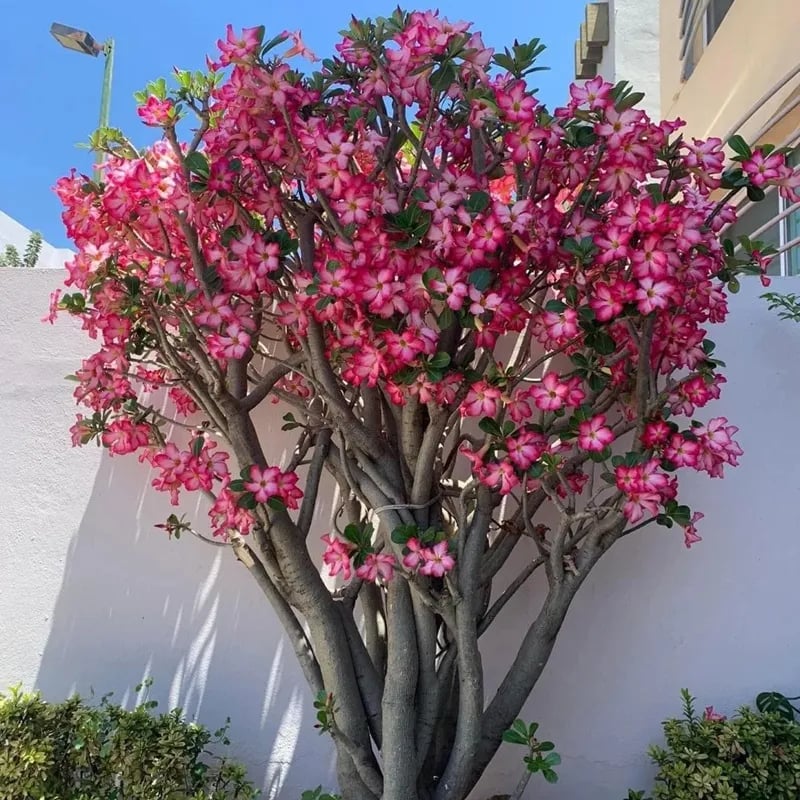 Desert Rose Seeds – Exotic Blooms for Your Garden