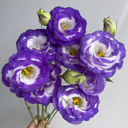 🌱 12 days germination🔥Eustoma Thornless Rose💐Lisanthus Seeds