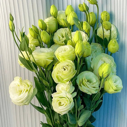 🌱 12 days germination🔥Eustoma Thornless Rose💐Lisanthus Seeds