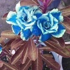 Desert Rose Seeds – Exotic Blooms for Your Garden