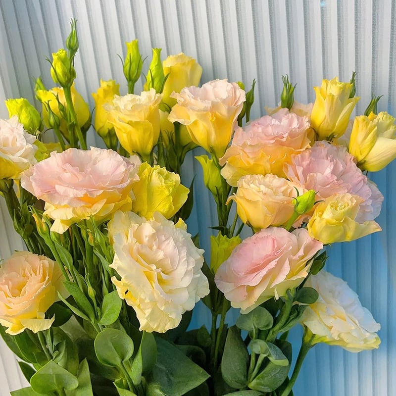 🌱 12 days germination🔥Eustoma Thornless Rose💐Lisanthus Seeds