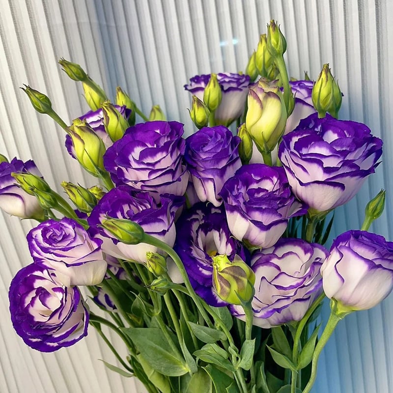 🌱 12 days germination🔥Eustoma Thornless Rose💐Lisanthus Seeds