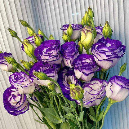 🌱 12 days germination🔥Eustoma Thornless Rose💐Lisanthus Seeds