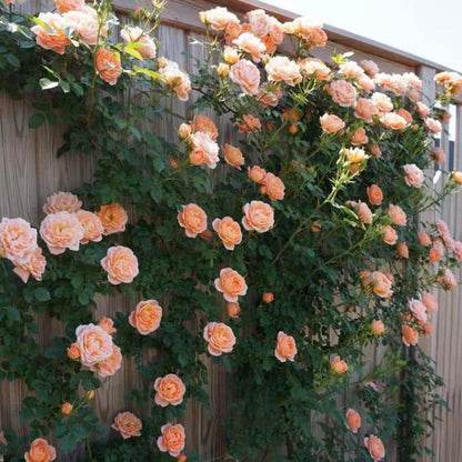 🔥2025 New Arrival 49% OFF🔥🌱Climbing Rose Seeds