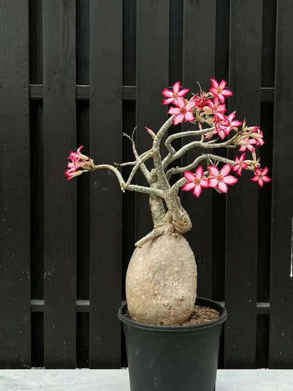 Desert Rose Seeds – Exotic Blooms for Your Garden