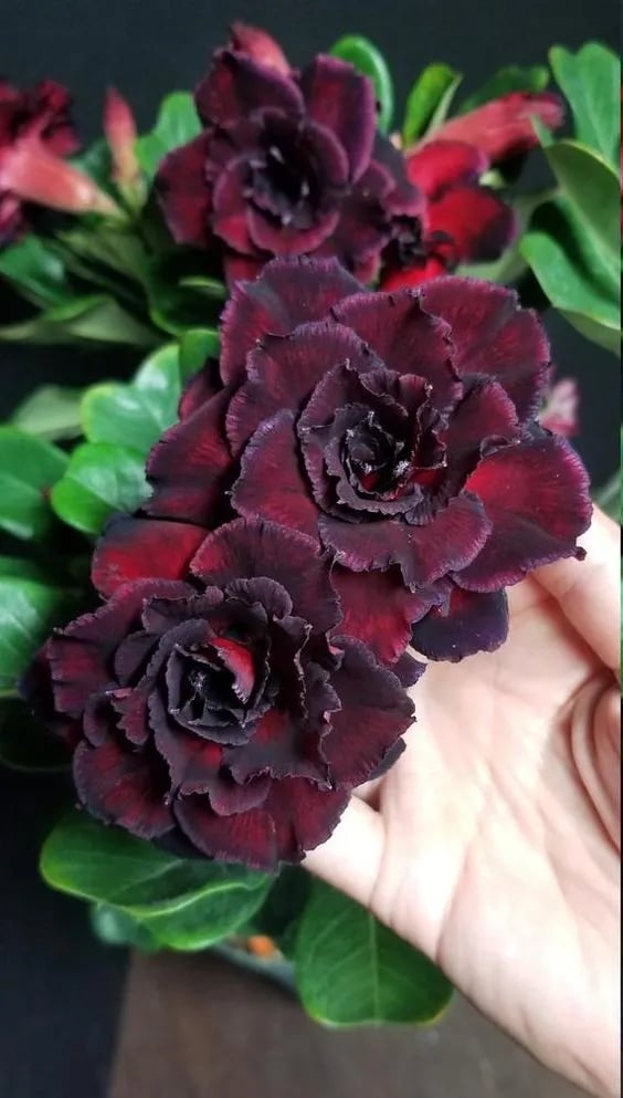Desert Rose Seeds – Exotic Blooms for Your Garden