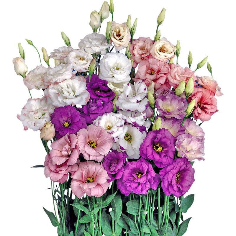 🌱 12 days germination🔥Eustoma Thornless Rose💐Lisanthus Seeds