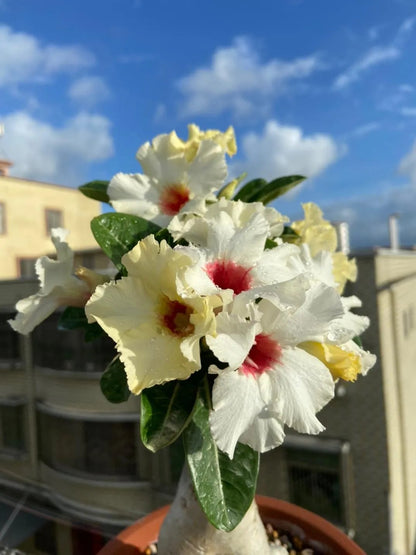 Desert Rose Seeds – Exotic Blooms for Your Garden